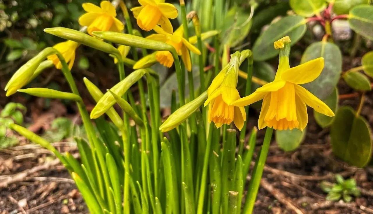 Are daffodils perennial bulbs