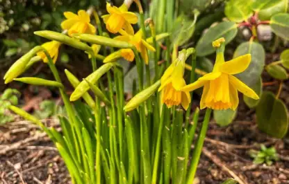 Are daffodils perennial bulbs