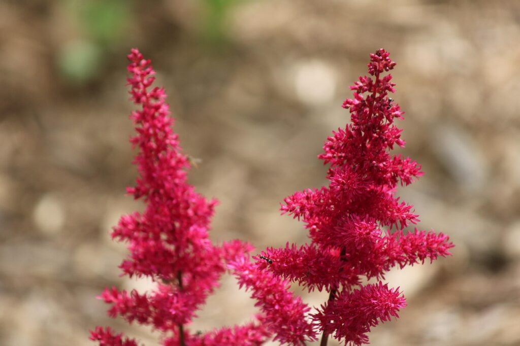False goats beard in red