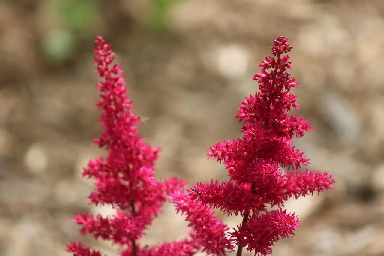 Astilbe Fanal in deep red with feathery plumes