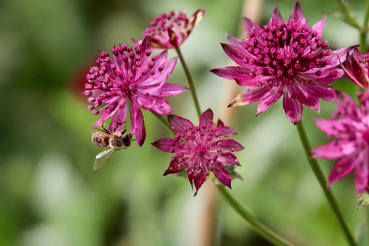 Purple astrantia major claret flowers