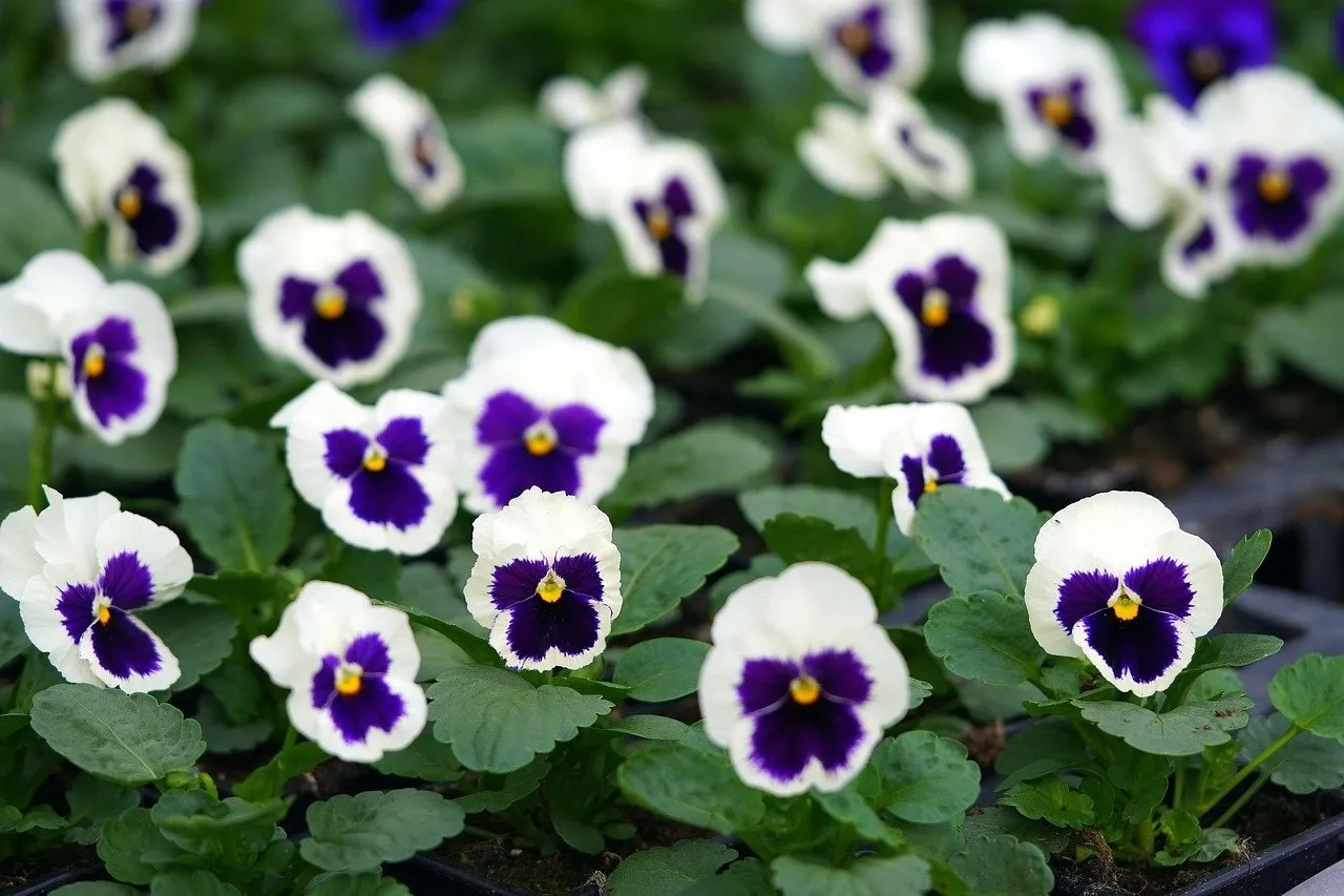 Trays of violas and pansies for planting