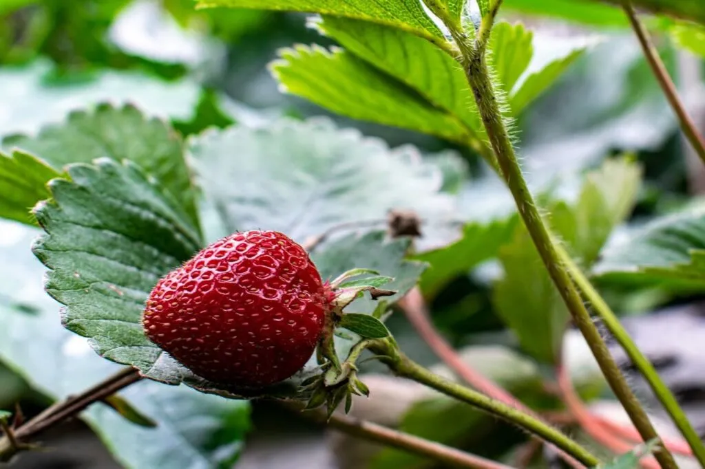 Strawberries growing guide