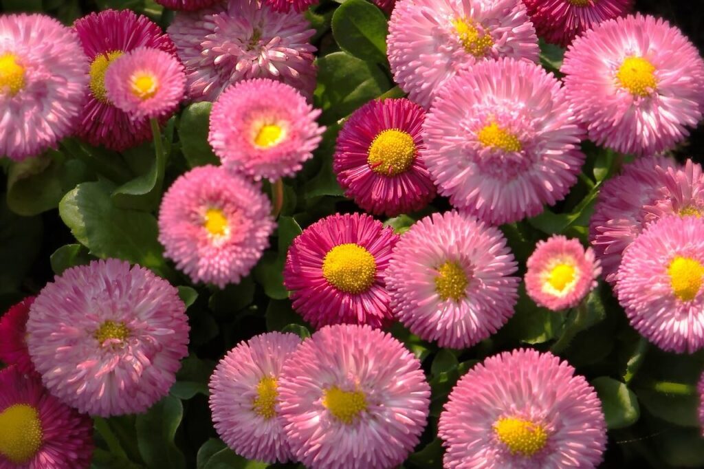 The best winter bedding plants