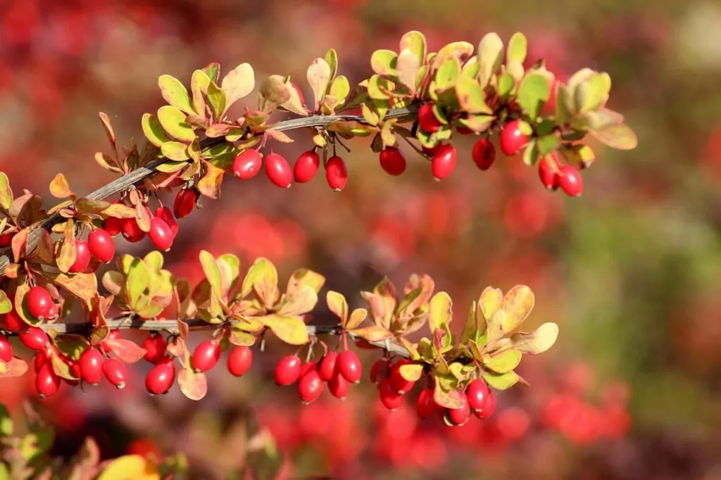 How to prune berberis