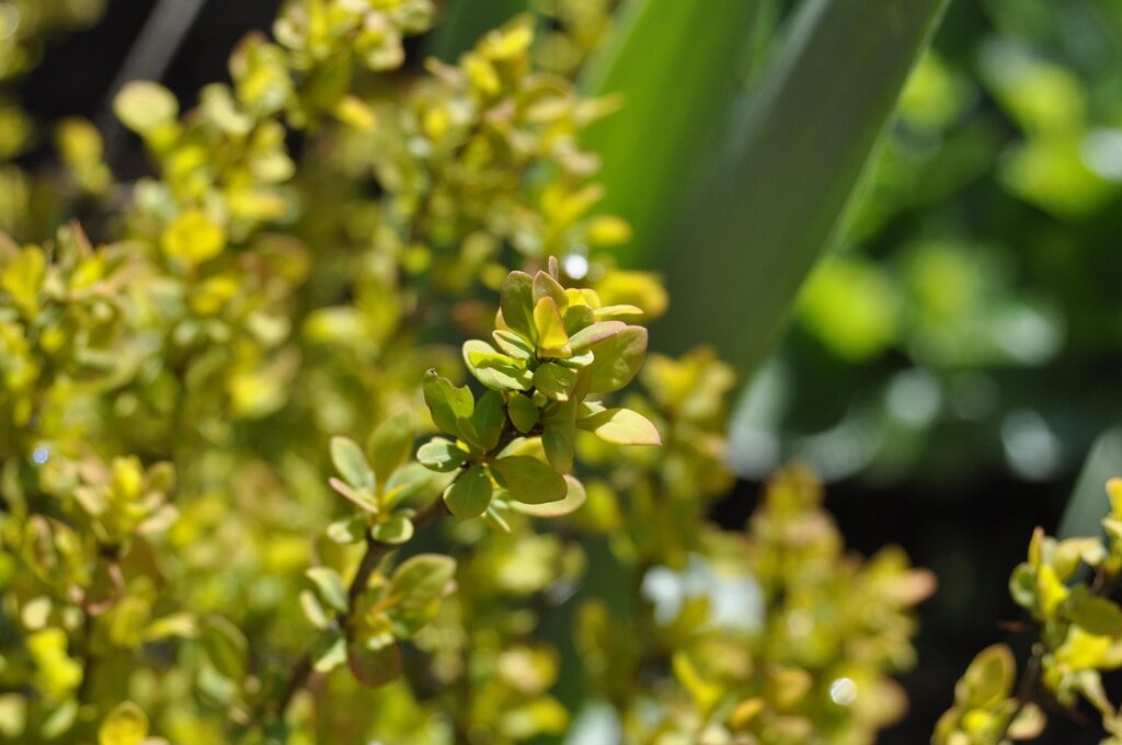 When to prune evergreen berberis