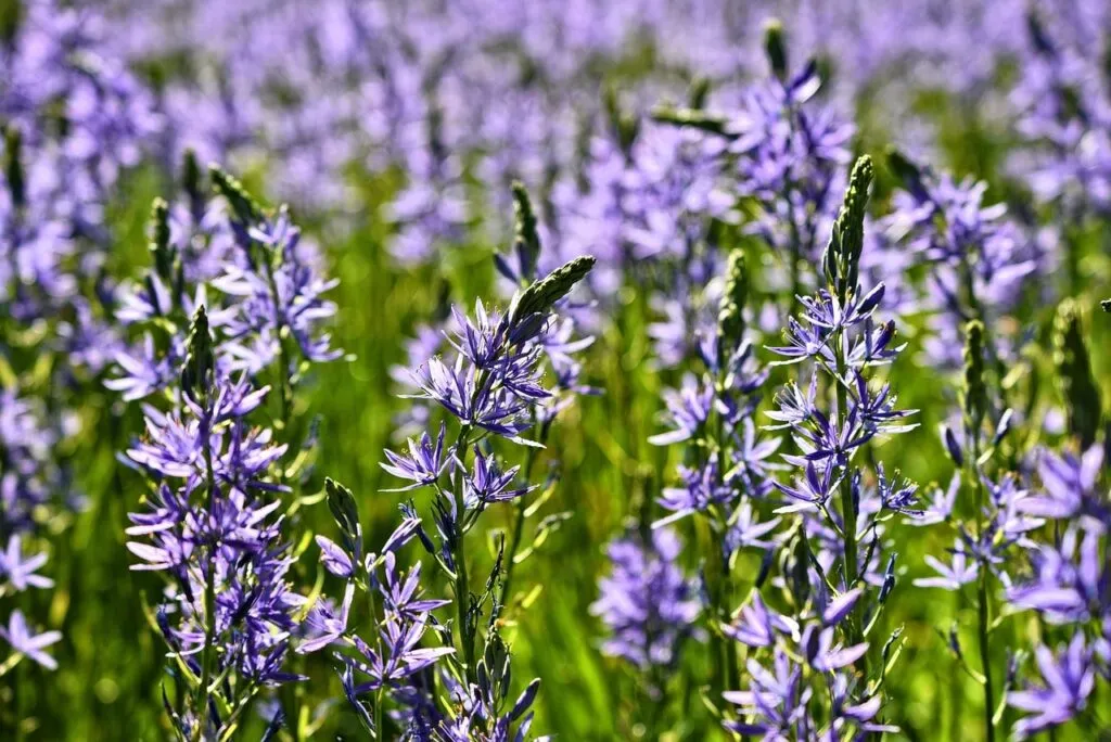 Camassia purple plants