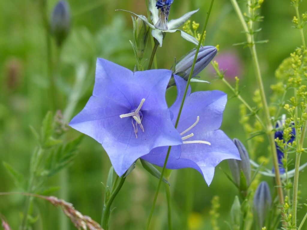 Blue campanula