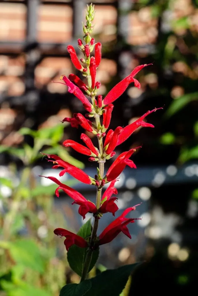 Red lobelia flower