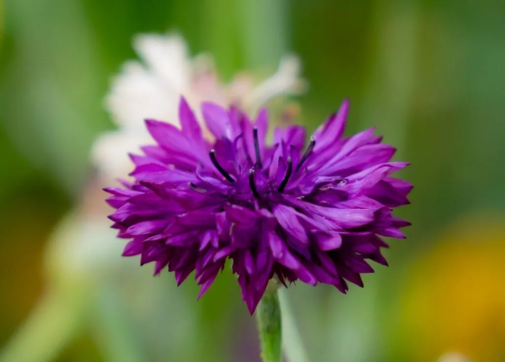 purple centaurea