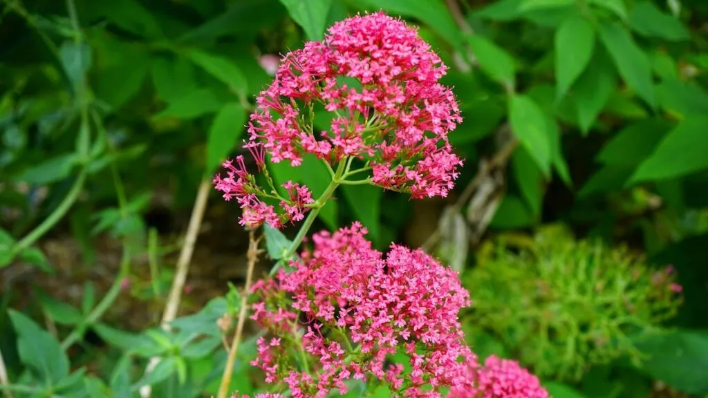 Red valerian cottage garden plant