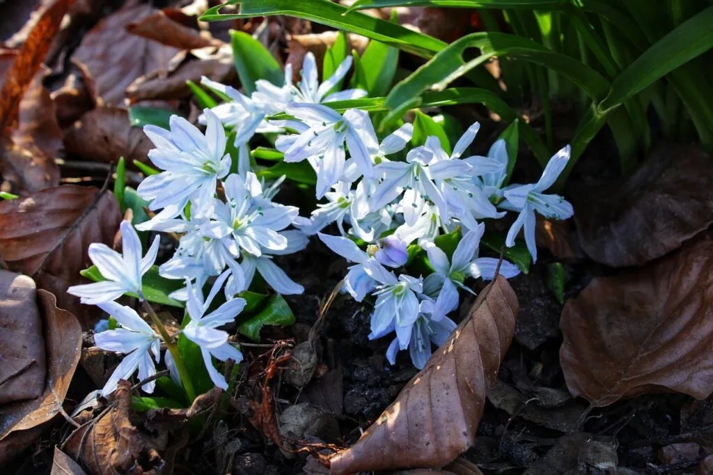 Glory of the snow plant