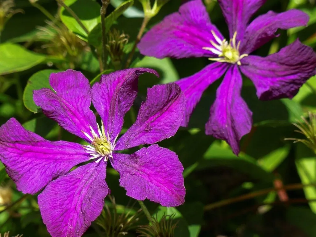 Purple clematis