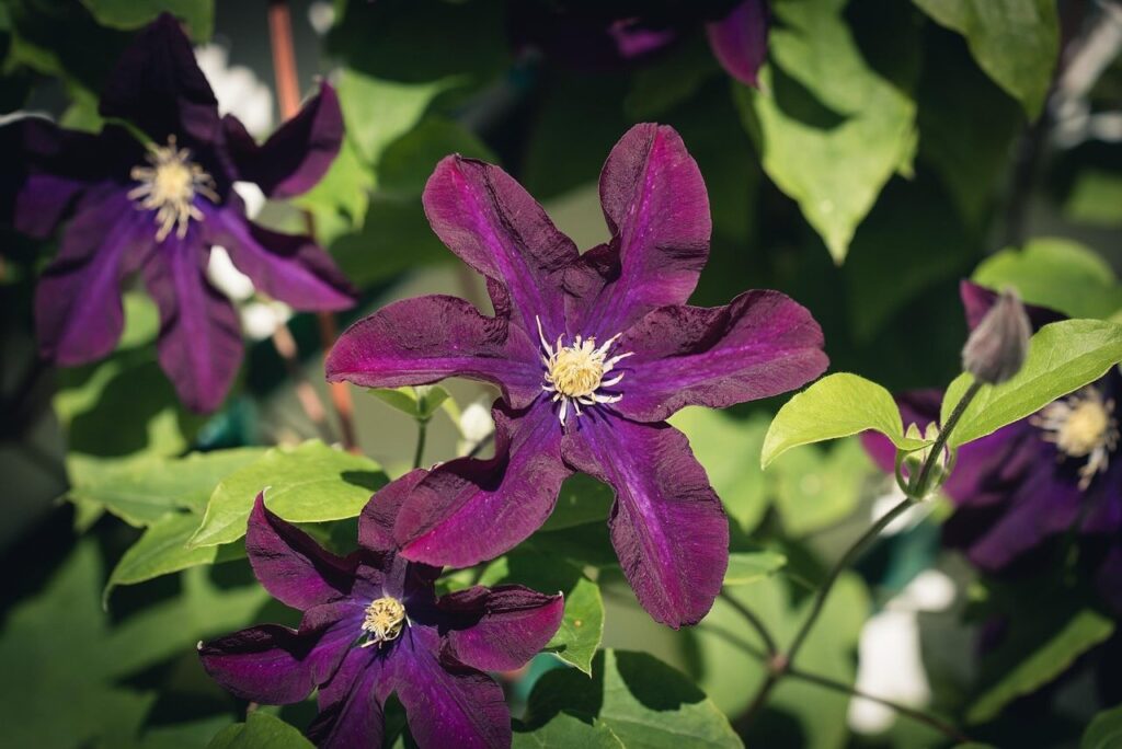 Red climbing plants