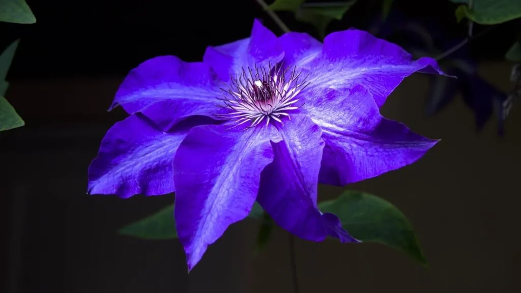 Blue clematis