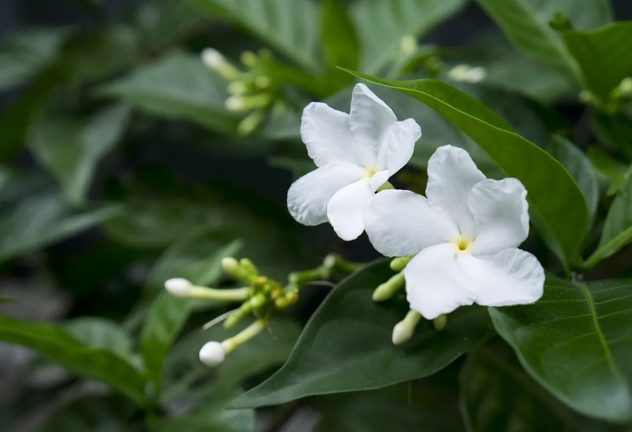 Confederate night scented plants