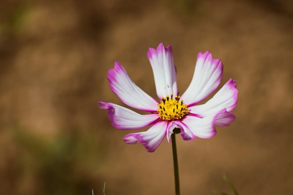 Purple cosmos plant
