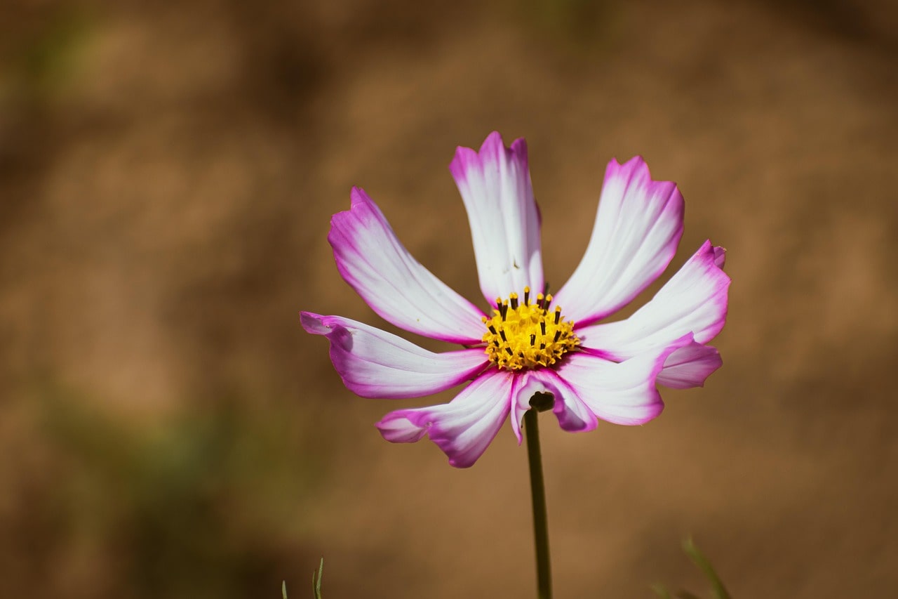 Cosmos bipinnatus Dazzler