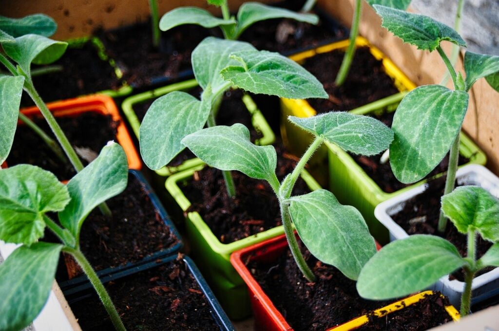Courgette seedlings