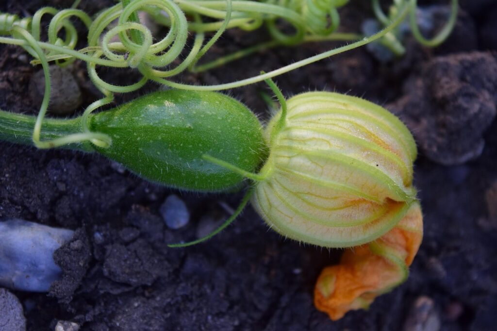 Watering courgettes