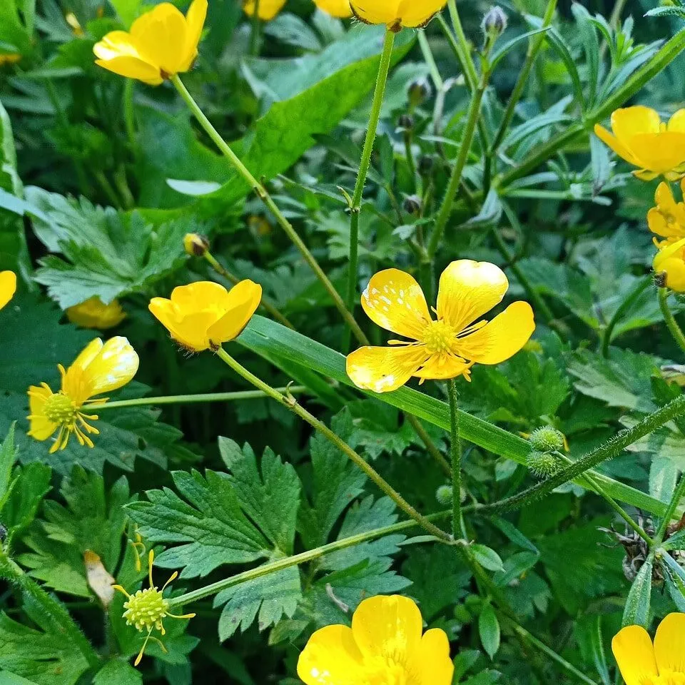 Creeping buttercup lawn weeds