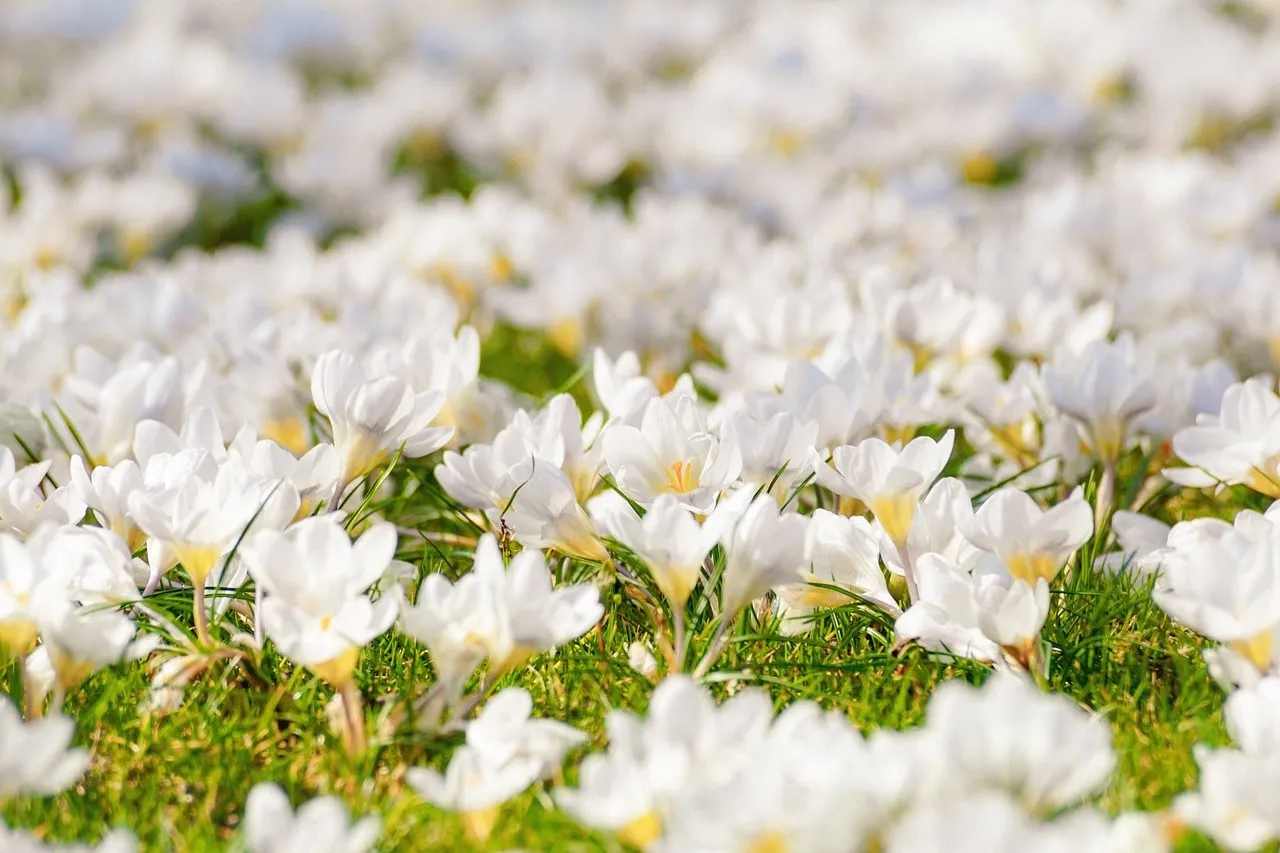 Crocus chrysanthus Cream Beauty flowering in late winter, an important early pollen source