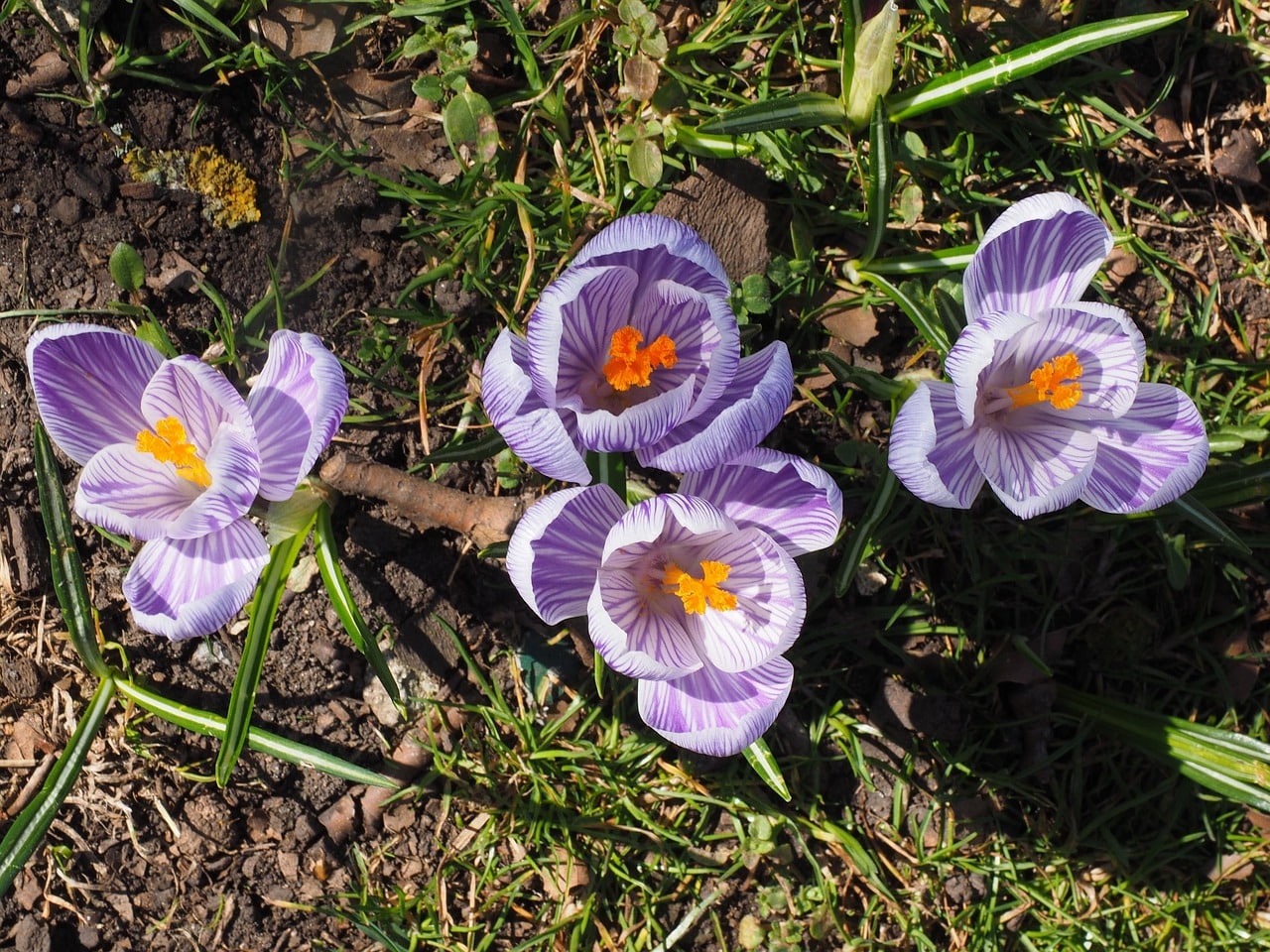 Striped Crocus Pickwick flowers in spring