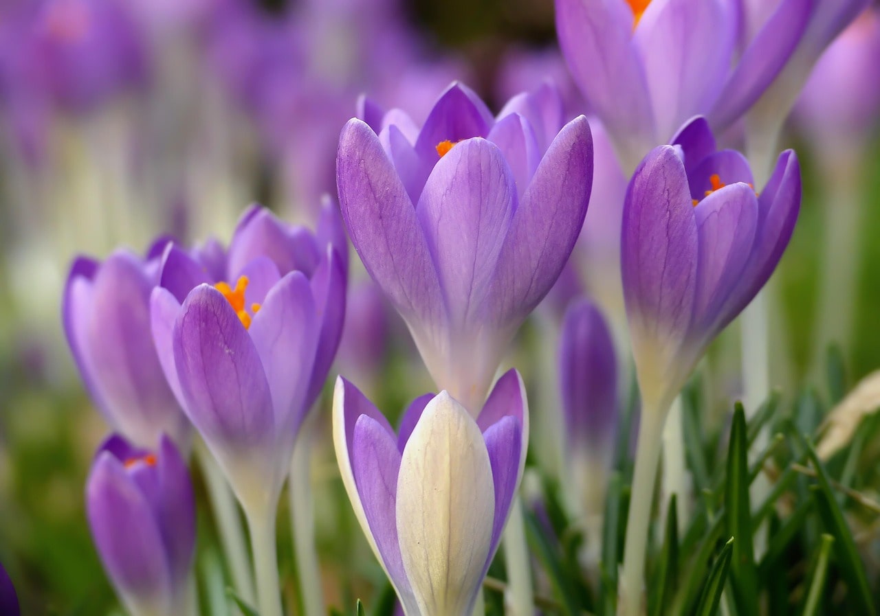 Crocus tommasinianus Whitewell Purple in flower