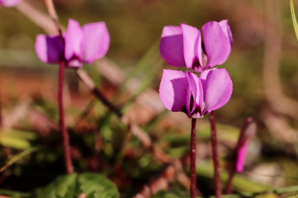 Cyclamen spring flowers