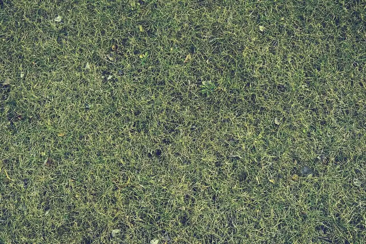 A damp boggy lawn showing moss problems from poor drainage