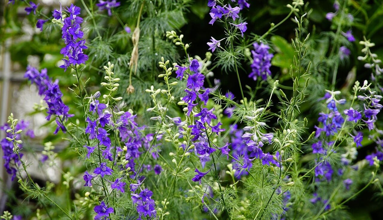 Purple delphinium