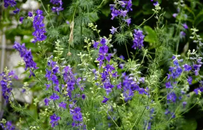 Purple delphinium