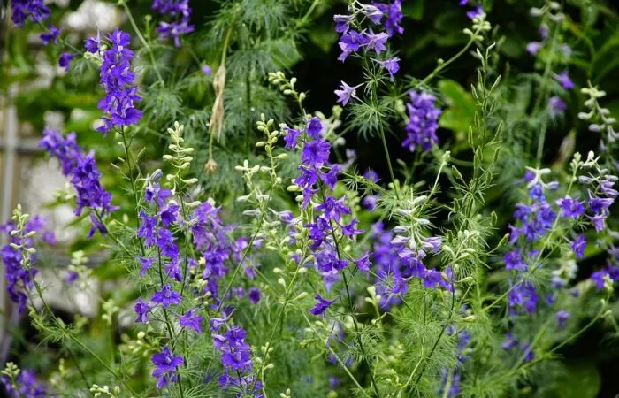 Purple delphinium