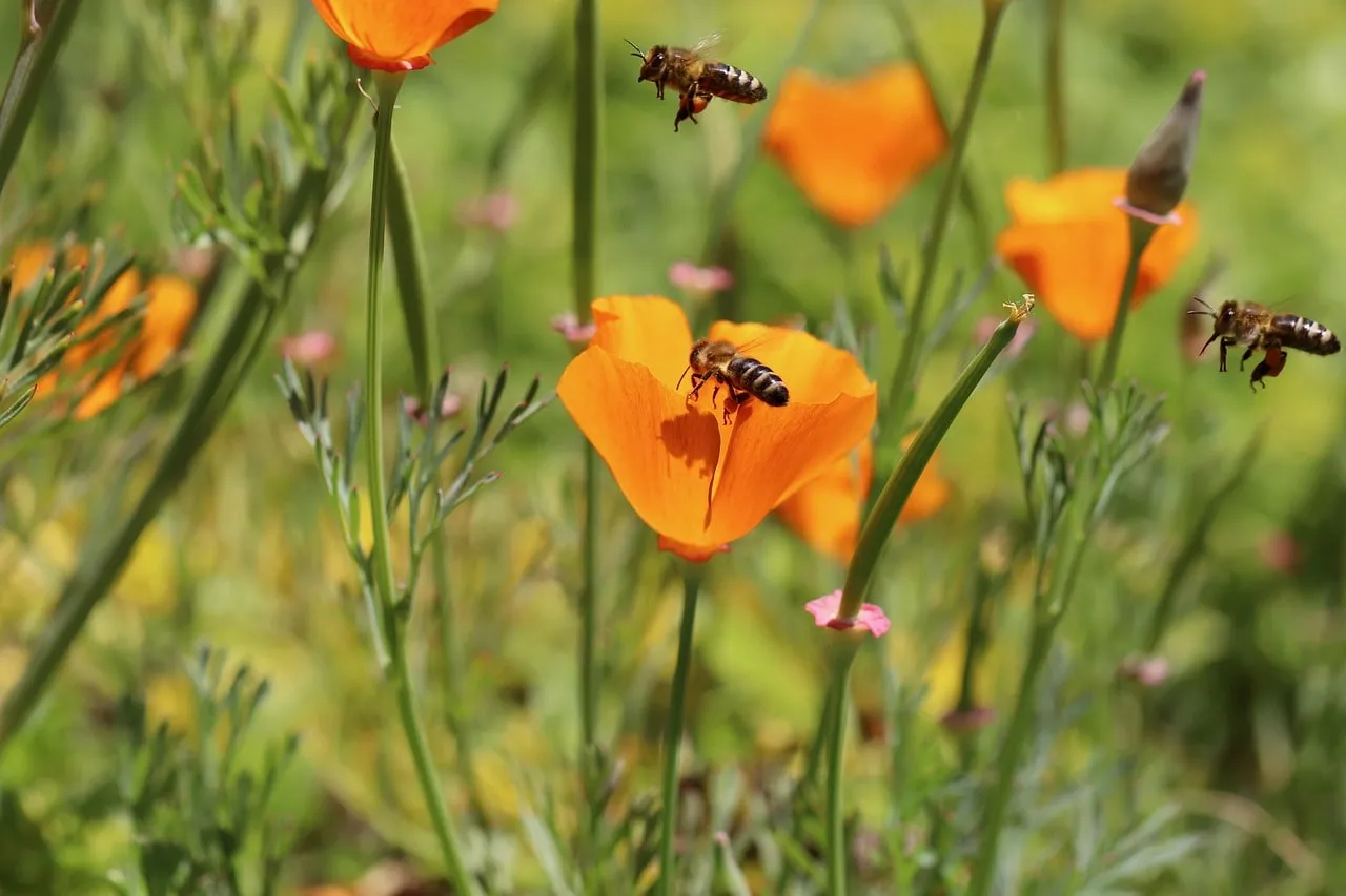Eschscholzia californica californian poppy