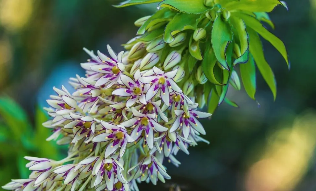 Pineapple night scented plants