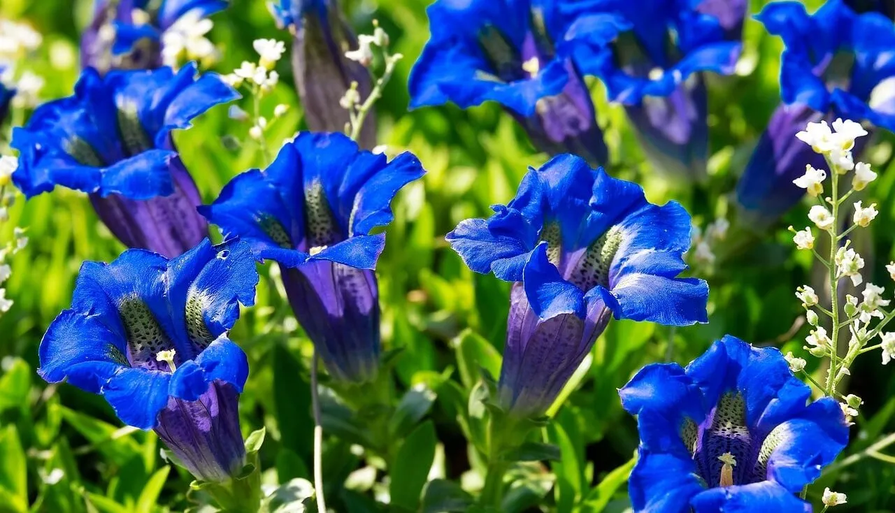 Blue gentian