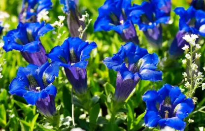 Blue gentian