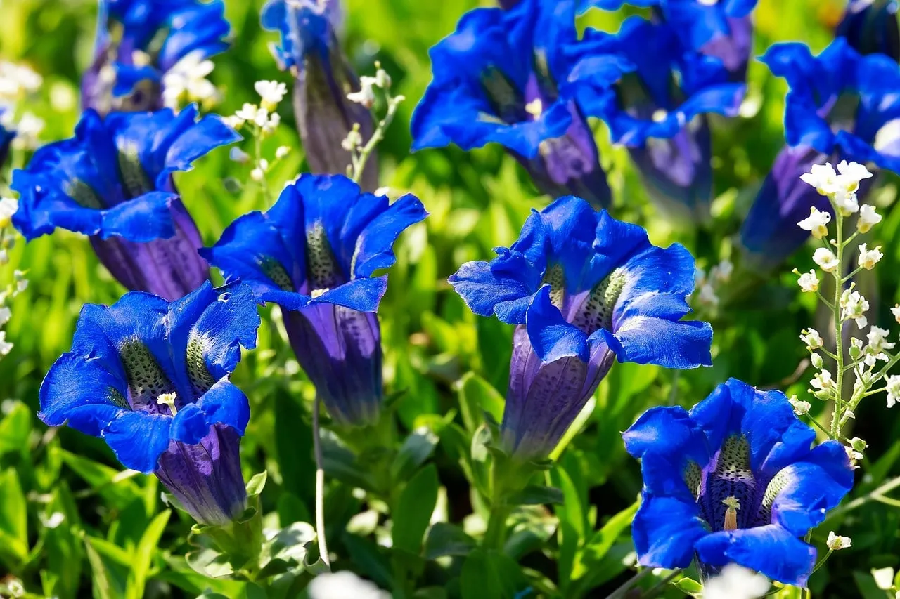 Gentiana sino-ornata autumn gentian in brilliant blue
