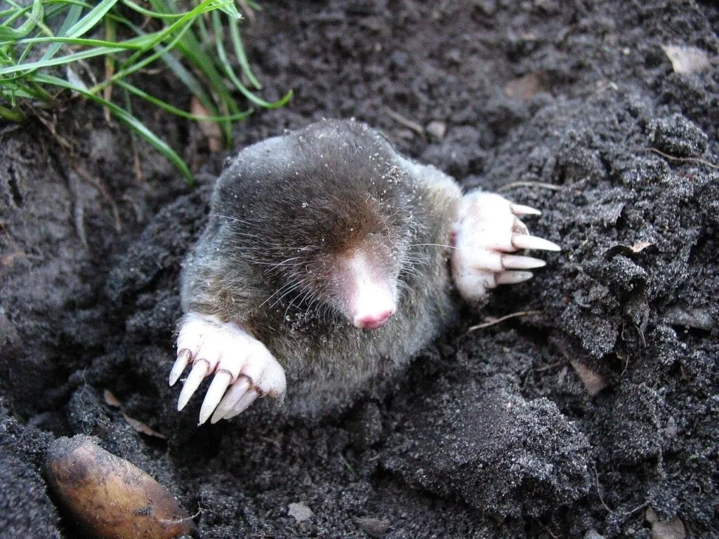 How to stop moles
