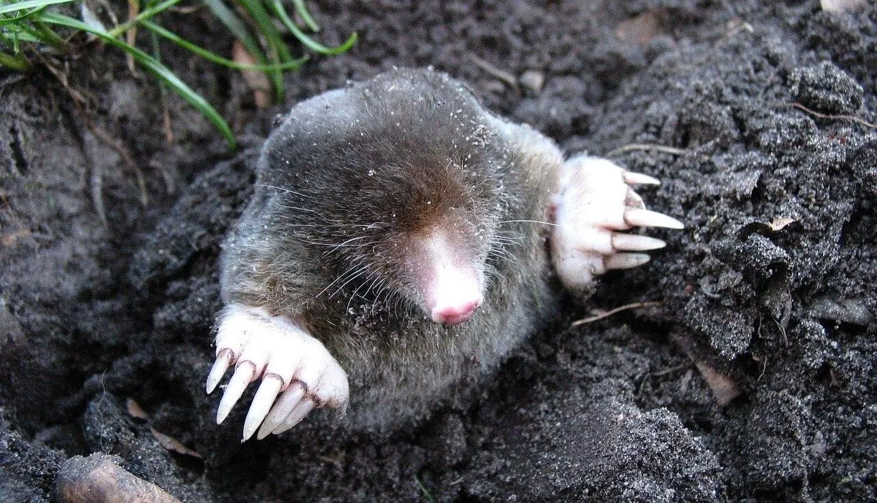 How to stop moles