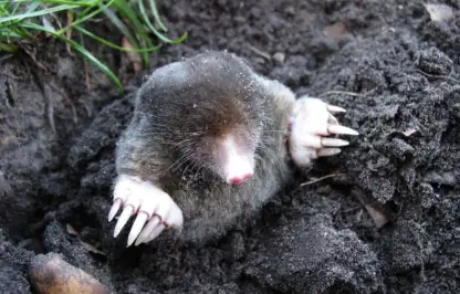 How to stop moles