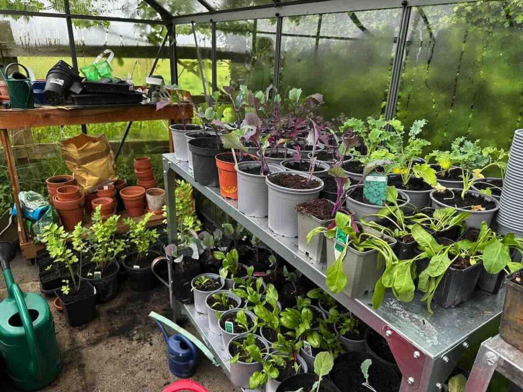 when to harvest strawberries