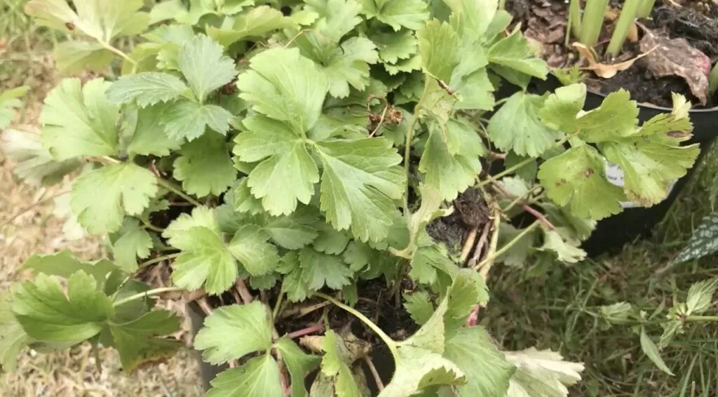 When to plant strawberries
