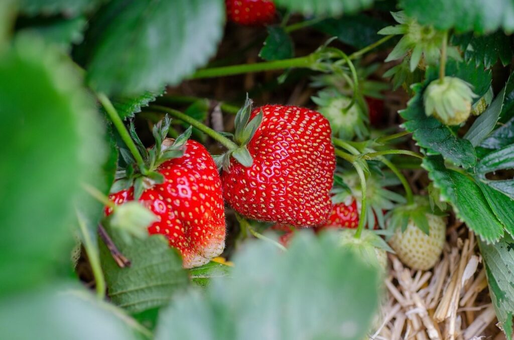 Growing strawberries in the ground
