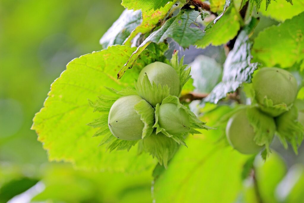 Hazel trees