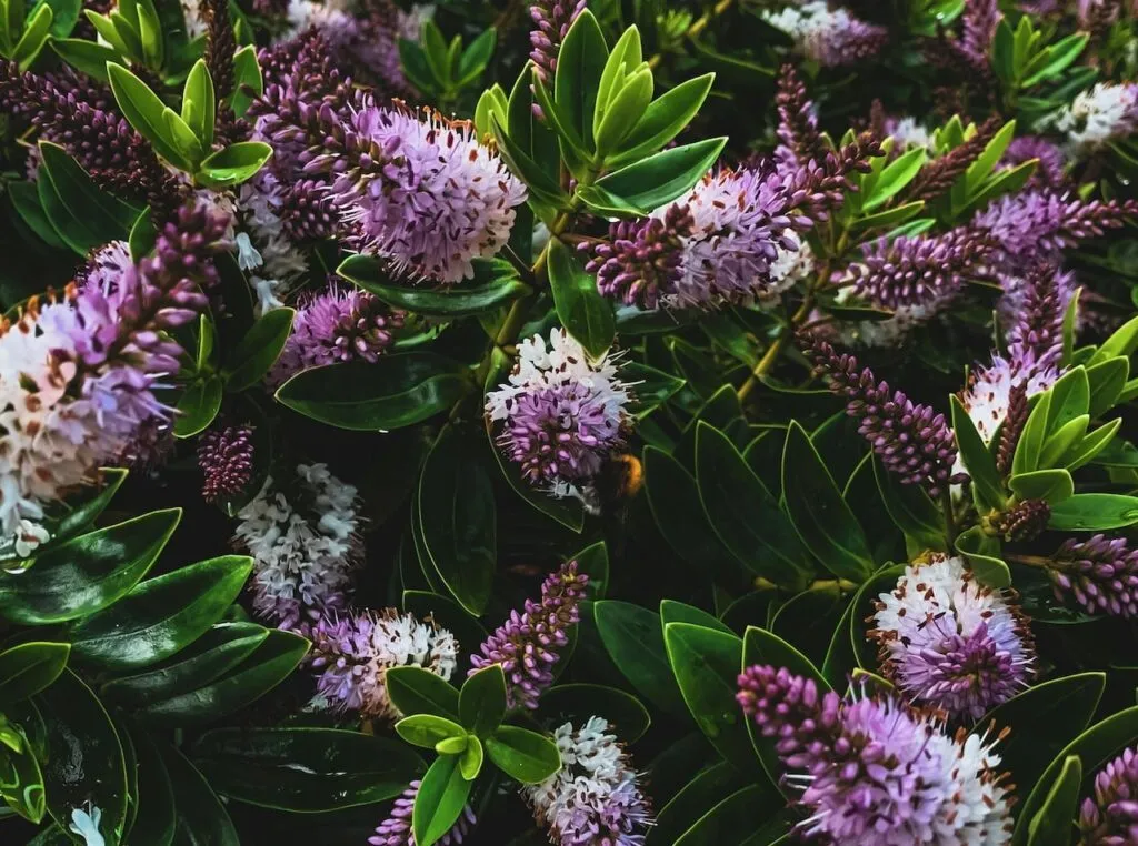 Purple hebes