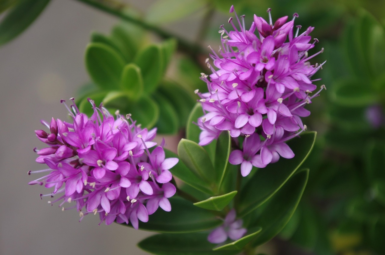 A hebe with purple flower spikes among glossy green leaves