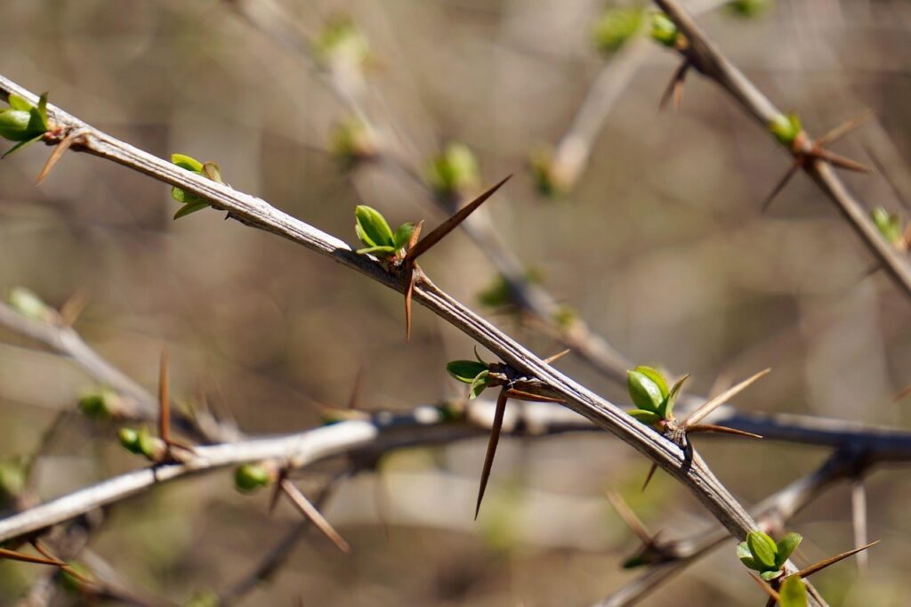Berberis