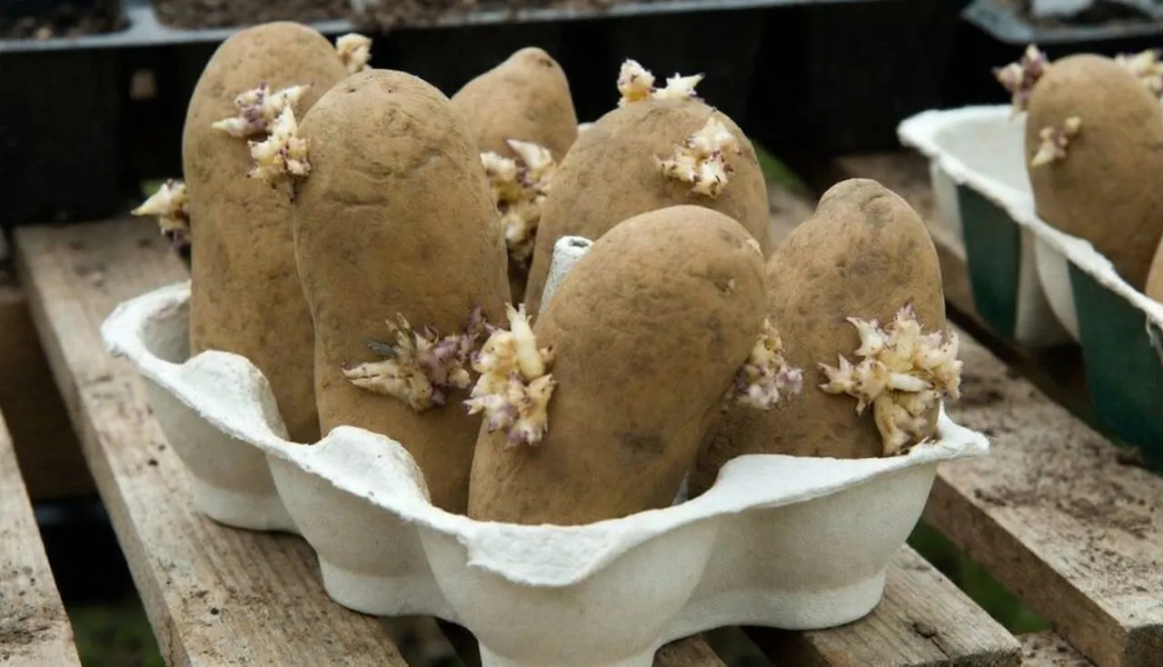 how to chit potatoes