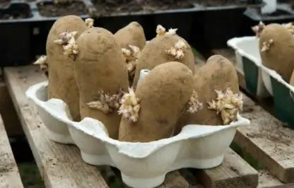 how to chit potatoes